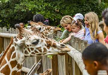 Exploring the 6 Top Zoos in Denver for Kids to Discover Wildlife